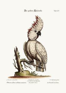 Kakadu większa, 1749-73